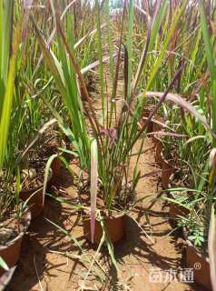 高度25厘米血草