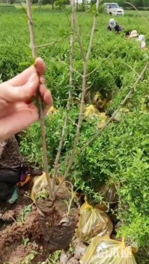 高度60厘米水腊