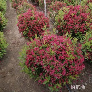 高度60厘米红王子锦带球