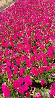 高度25厘米矮牵牛