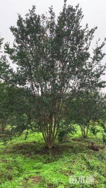 高度500厘米丛生紫薇