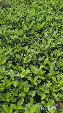 高度20厘米大叶栀子