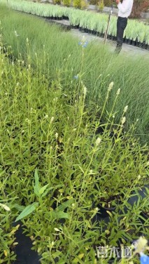 高度30厘米天蓝鼠尾草