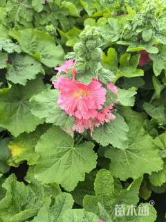 高度25厘米蜀葵