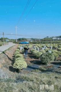 高度150厘米金姬小蜡