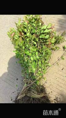 高度45厘米矮紫薇小苗