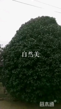 22公分桂花