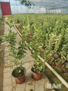 高度60厘米金边黄杨