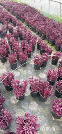 高度20厘米红莲子草