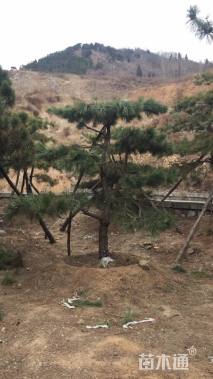 15公分造型黑松