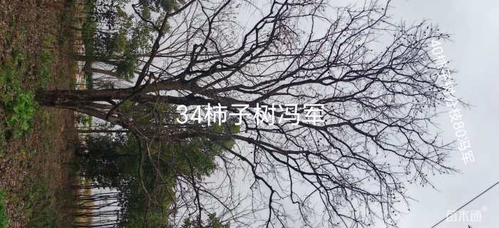 35公分柿树