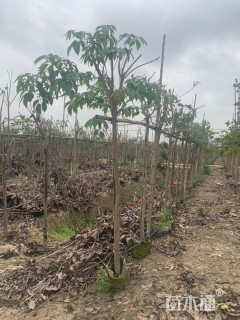 3公分紫花风铃木