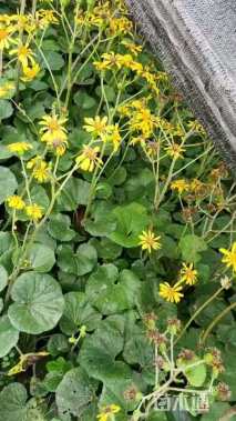 高度25厘米大吴风草