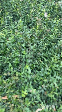 30厘米小叶扶芳藤