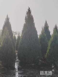 高度150厘米望都塔桧