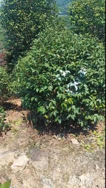 高度200厘米美人茶