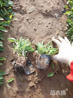 高度15厘米紫花地丁