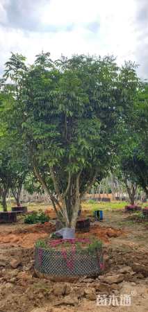 高度300厘米黄皮