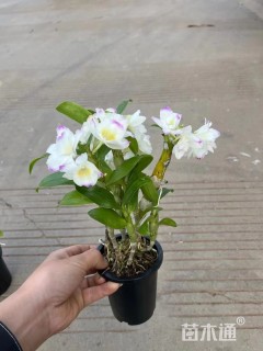 地被/花草