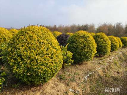 冠幅100厘米银姬小蜡球