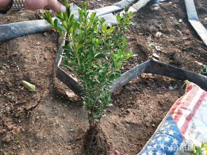 高度10厘米瓜子黄杨小苗