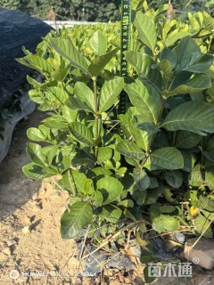 高度40厘米大叶栀子小苗