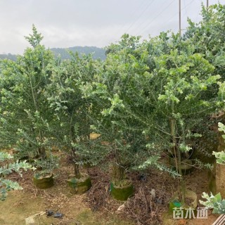 高度150厘米银叶金合欢