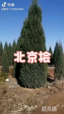 高度120厘米北京桧