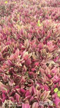 高度10厘米吊竹梅