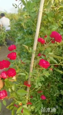 高度180厘米木香