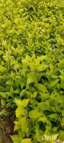 高度25厘米扶桑