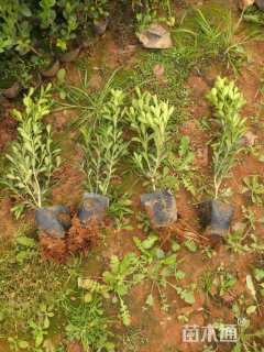 高度20厘米小叶黄杨