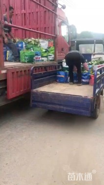 高度15厘米合果芋