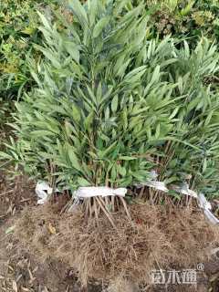 高度30厘米细叶十大功劳