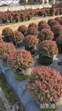 高度40厘米小丑火棘