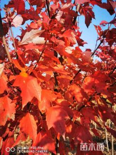 高度40厘米美国红枫小苗