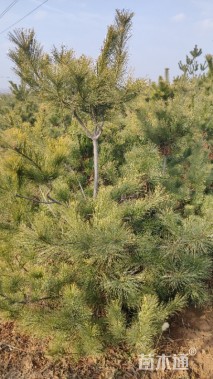 高度300厘米华山松