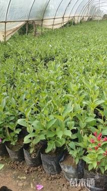 高度30厘米红王子锦带