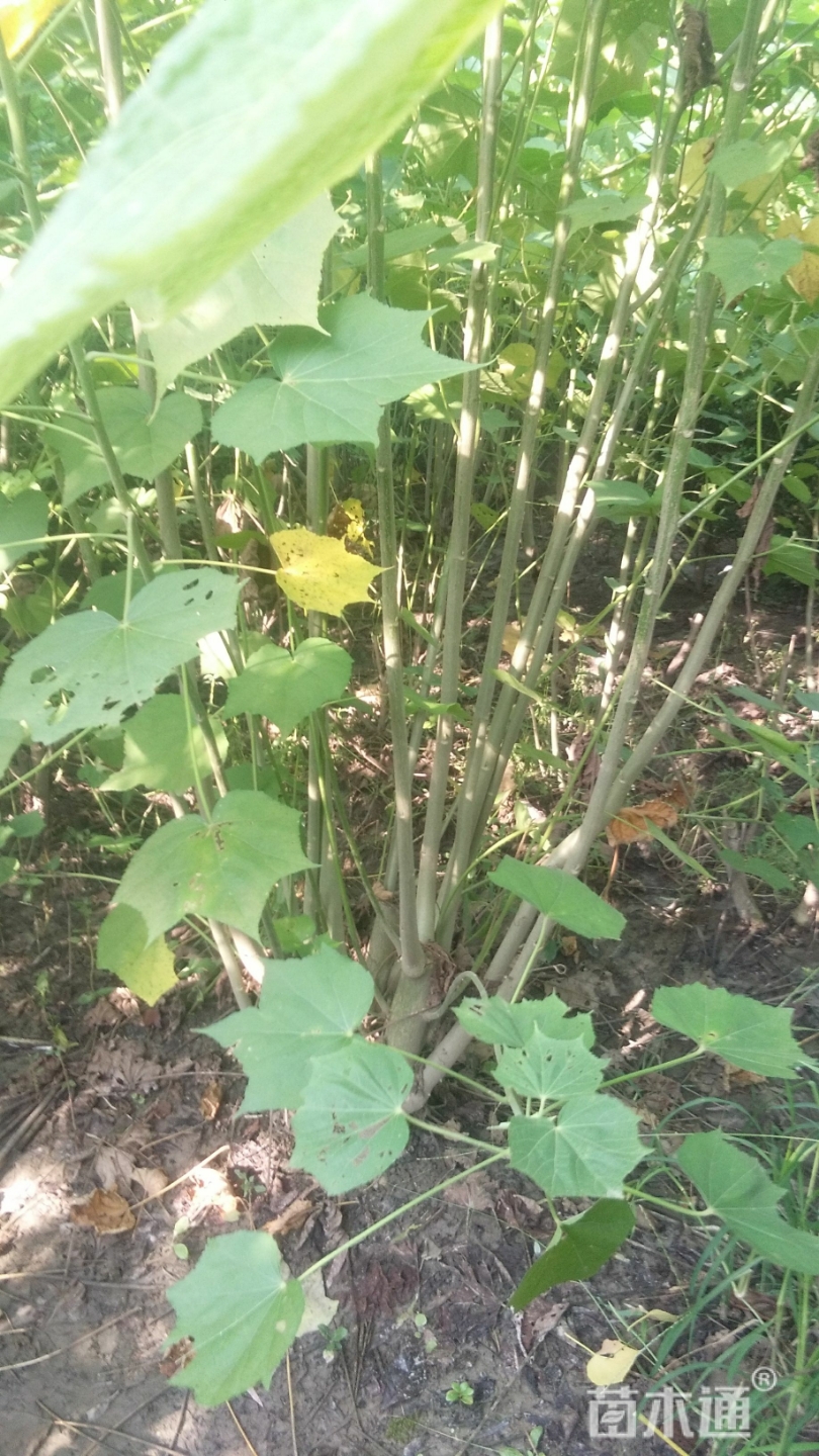 高度180厘米木芙蓉