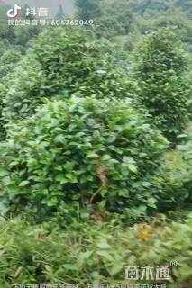 高度140厘米茶花