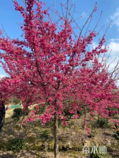 12公分中国红樱花