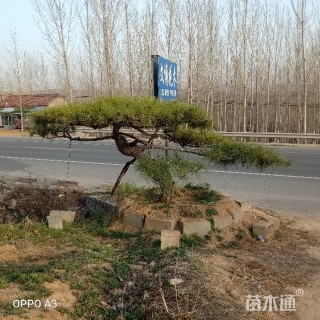 景观松