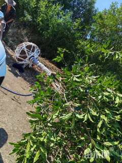 13公分高杆八月桂