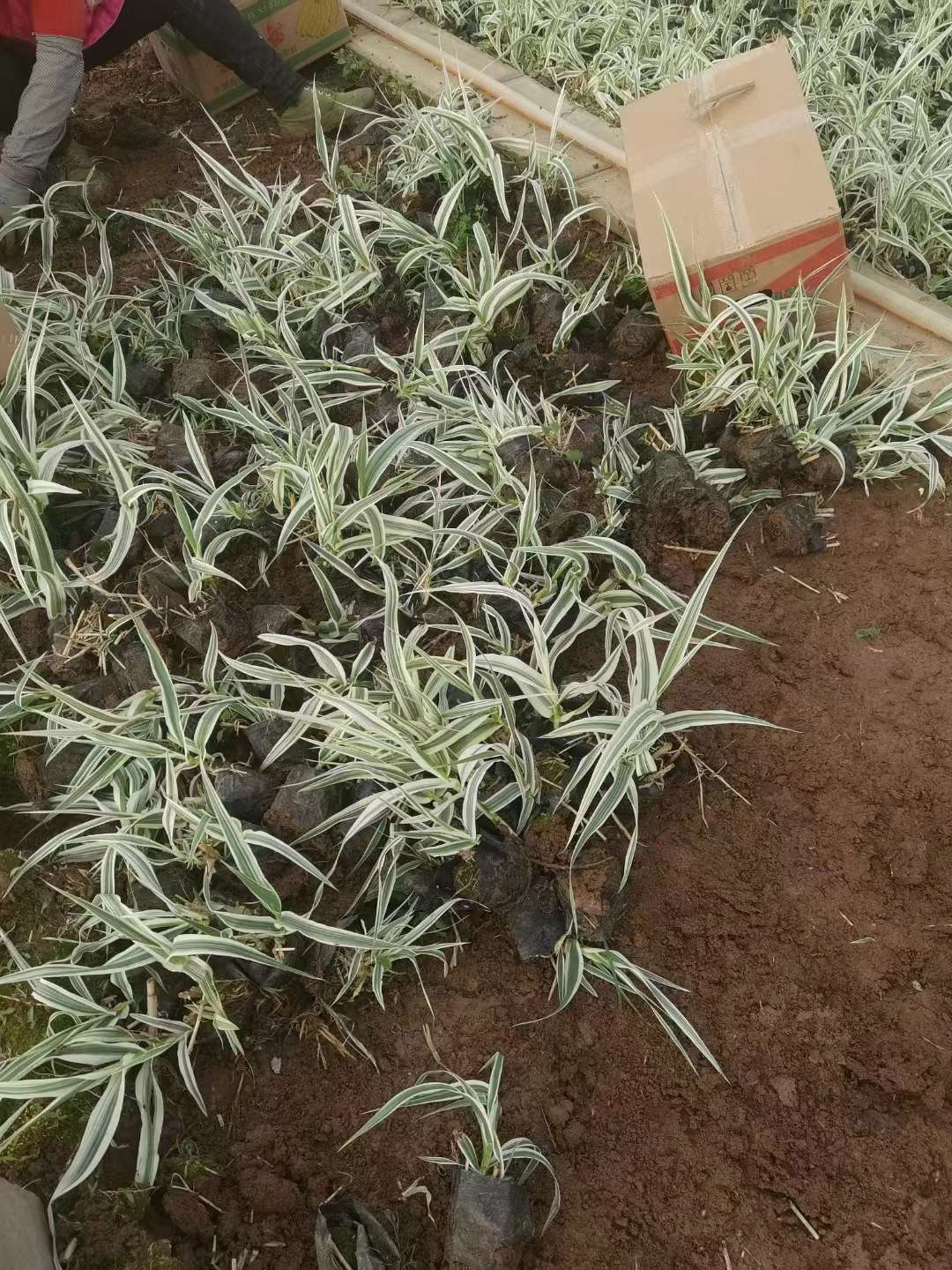 高度30厘米花叶芦竹