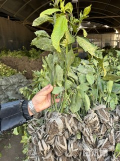 高度20厘米洒金桃叶珊瑚