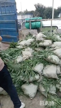 高度20厘米翠芦莉