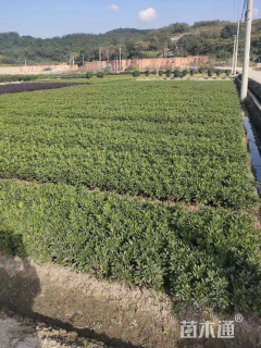 高度30厘米毛鹃小苗