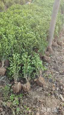 高度40厘米黄杨