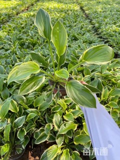 高度15厘米金边玉簪