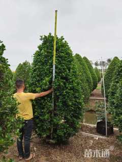 高度260厘米火山榕